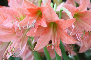 Close-up of pastel Amaryllis flower (Hippeastrum) lilies plant genus.