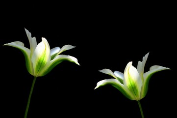 Biało zielone tulipany na czarnym tle