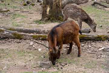 Fototapeta premium Little Goat 