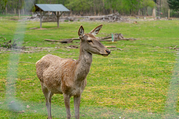 Deers in a animal Park. Deer. Stag.