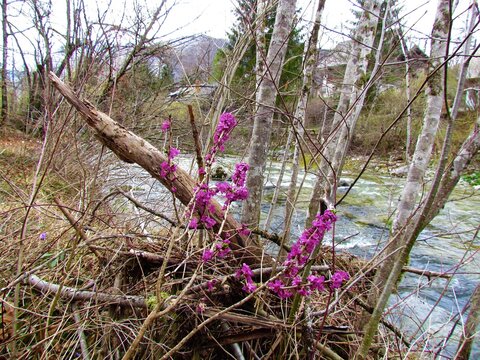 Pink mezereum (Daphne mezereum) spring flowers and a river behind