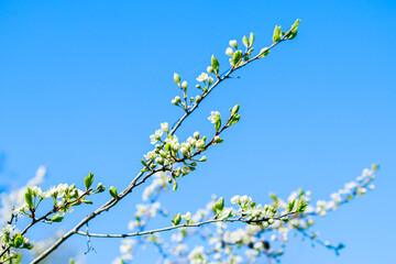 branch of cherry tree