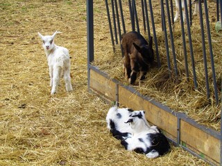 Adorable cute white young goat