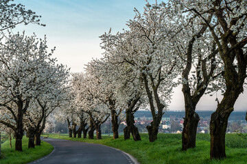 kwitnące aleje czereśniowe na Górze św. Anny (woj. opolskie) © Henryk Niestrój
