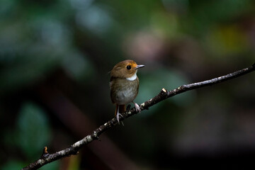 Rufous - browed Flycatcher