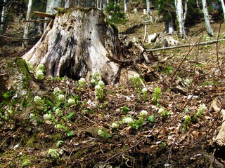 White blooming butterbur (Petasites hybridus) flowers in a forest