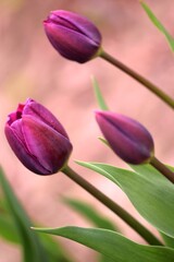 Purple tulips blooming in spring garden, vintage picture