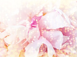 peony petals background with lights