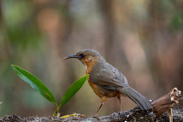 Rusty - cheeked Scimitar - Babbler