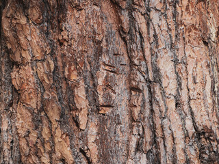 Texture Bark of Pine Tree closeup