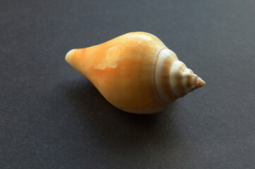 Seashell on a black background. Beautiful shell