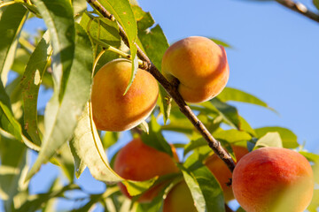 Fresh peaches growing on a tree