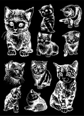 White color cats on black background,vector elements,illustration