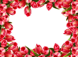 frame of pink tulips isolated on​ white​ background​ with cutout have clipping​ path​