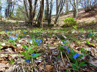 Beautiful blue creeping navelwort (Omphalodes verna) flowers growing in a forest