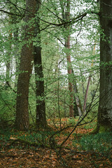 Arbres dans la forêt pendant un jour de pluie, paysage verdoyant rempli de feuilles et branchages verts. 