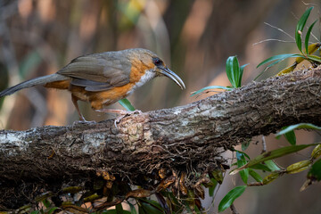 Rusty - cheeked Scimitar Babbler