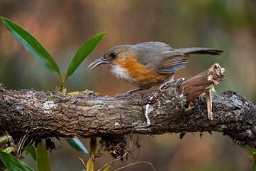 Rusty - cheeked Scimitar Babbler
