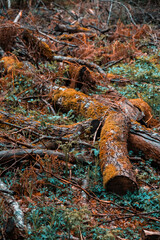 Bois coupé rependu sur le sol de la forêt, vieux bois rempli de mousse orange et de végétaux. Branchages et feuillages d'automne. 