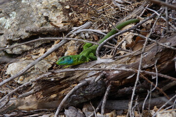 Lézard vert et bleu saurien de la forêt