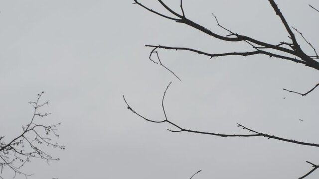 A flock of pigeons takes off abruptly from a dry tree branch, leaving behind feathers. The background is a gray sky