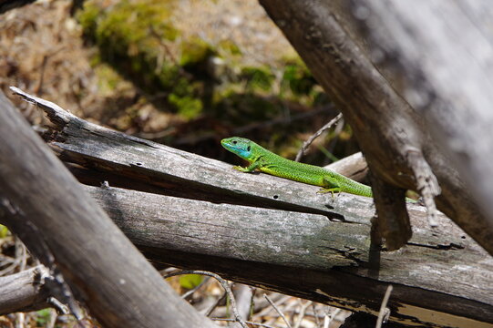 L&eacute;zard vert et bleu saurien de la for&ecirc;t