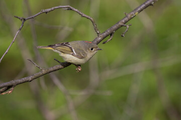  ruby-crowned kinglet (Regulus calendula)  in spring