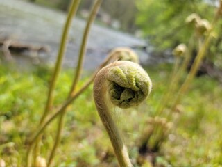 Unfurling fern
