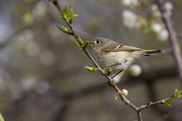  ruby-crowned kinglet (Regulus calendula)  in spring