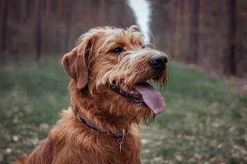 Sitting dog in the forest