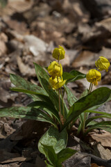 Naklejka na ściany i meble Erythronium americanum, the trout lily, yellow trout lily, or yellow dogtooth violet 