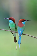 fascinated nature when pair of birds perching near each other during breeding season