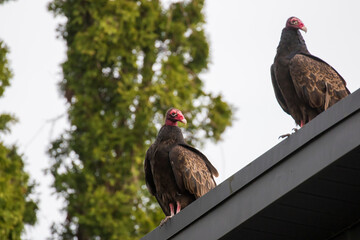 Turkey vulture (Cathartes aura) in spring migration