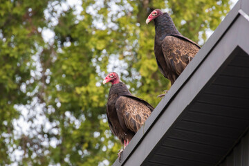 Turkey vulture (Cathartes aura) in spring migration