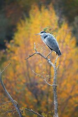 Grey heron perched on the branch during autumn with beautiful colorful tree in the background. Nice portrait of heron with warmth background.