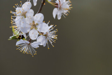 Prunus spinosa, called blackthorn or sloe flower