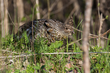 ruffed grouse (Bonasa umbellus) portrait in spring