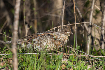 Fototapeta premium ruffed grouse (Bonasa umbellus) portrait in spring