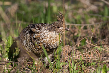 ruffed grouse (Bonasa umbellus) portrait in spring