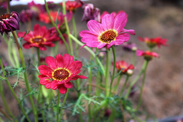 Beautiful red daisies in the field 