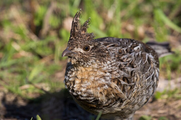 ruffed grouse (Bonasa umbellus) portrait in spring
