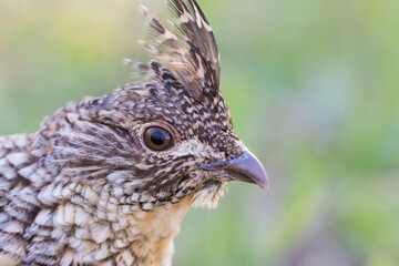 ruffed grouse (Bonasa umbellus) portrait in spring