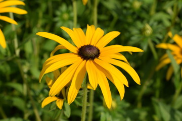 Beautiful yellow flower of rudbeckia. Yellow flower to the garden. Yellow flower like sunflower.