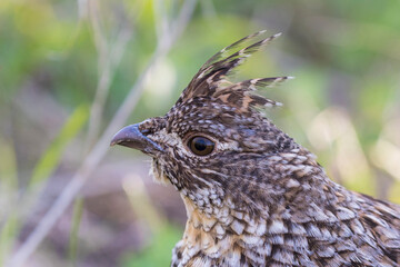 ruffed grouse (Bonasa umbellus) portrait in spring