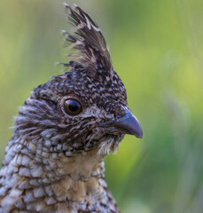 ruffed grouse (Bonasa umbellus) portrait in spring