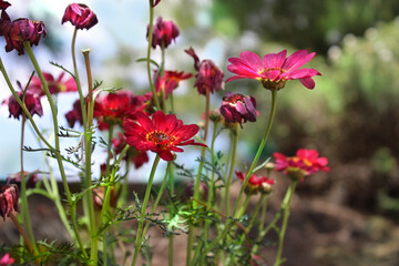 Fototapeta na wymiar Beautiful red daisies in the field 