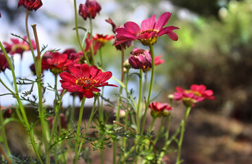Beautiful red daisies in the field 