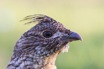 ruffed grouse (Bonasa umbellus) portrait in spring