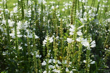 White Liatris spicata