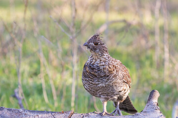ruffed grouse (Bonasa umbellus) portrait in spring